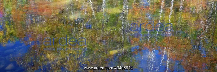 : USA, New Hampshire, Gorham Autumn colors reflected : USA, New Hampshire, Gorham Autumn colors reflected
