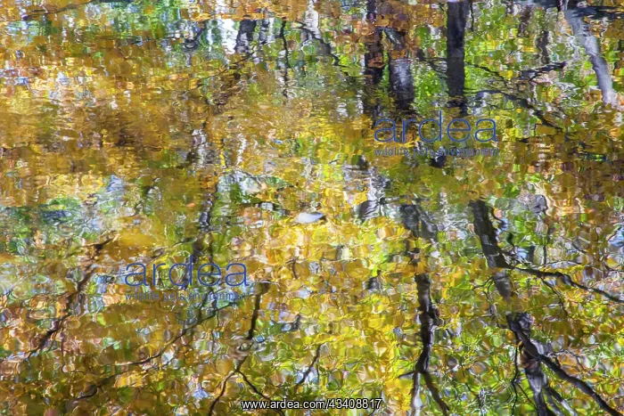 : USA, New Hampshire, Gorham Autumn colors reflected : USA, New Hampshire, Gorham Autumn colors reflected