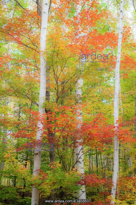  : USA, New Hampshire, Gorham, White Birch tree trunks