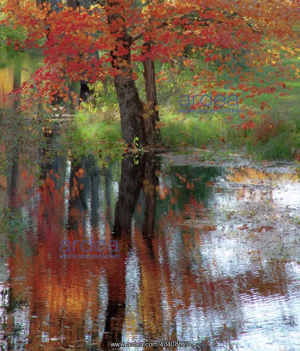 : USA, New Hampshire, Jackson, Autumn in New England