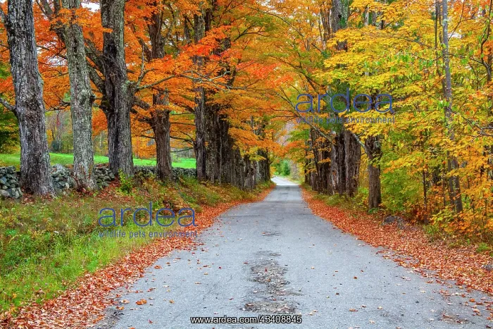 : USA, New Hampshire, One lane road lined with Maple : USA, New Hampshire, One lane road lined with Maple