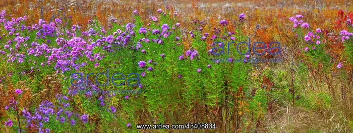 : USA, New Hampshire, New England field off of highway : USA, New Hampshire, New England field off of highway