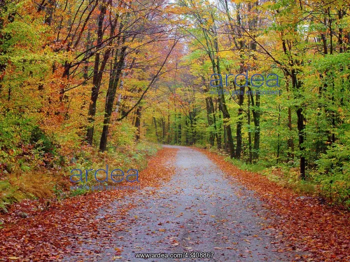 : USA, New Hampshire, Sugar Hill wet and foggy morning : USA, New Hampshire, Sugar Hill wet and foggy morning