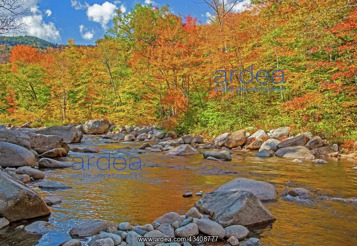 : USA, New Hampshire, White Mountains National Forest : USA, New Hampshire, White Mountains National Forest