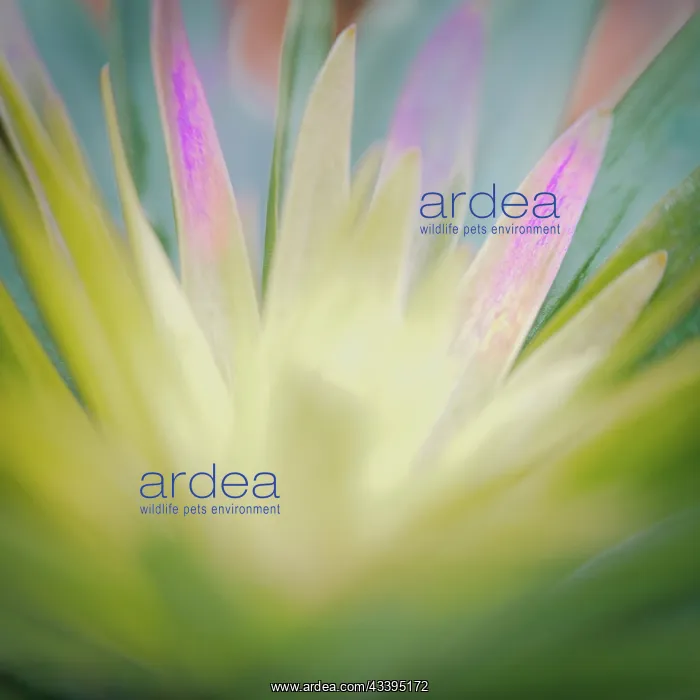 : USA, New Jersey. Abstract of flower petals. @ Jay : USA, New Jersey. Abstract of flower petals. @ Jay