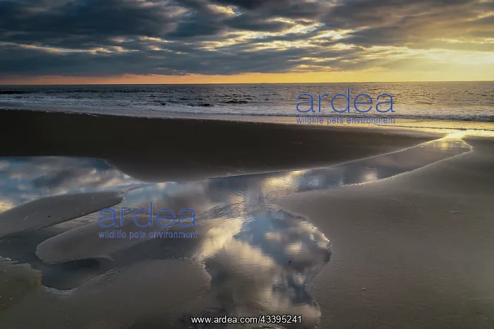 : USA, New Jersey, Cape May National Seashore. Sunset : USA, New Jersey, Cape May National Seashore. Sunset