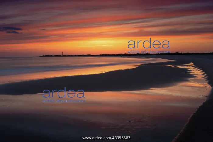 : USA, New Jersey, Cape May National Seashore. Sunset : USA, New Jersey, Cape May National Seashore. Sunset