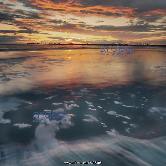 : USA, New Jersey, Cape May National Seashore. Sunset : USA, New Jersey, Cape May National Seashore. Sunset