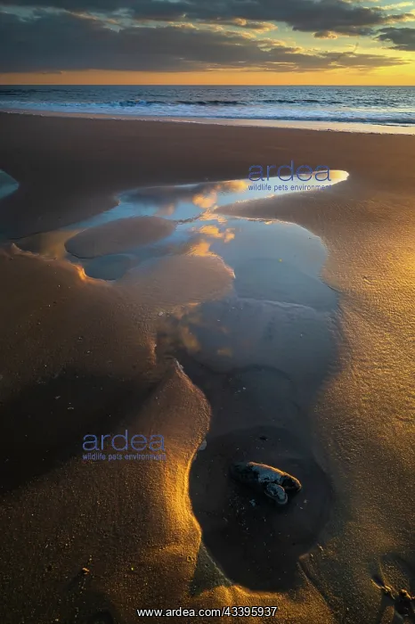 : USA, New Jersey, Cape May National Seashore. Sunset : USA, New Jersey, Cape May National Seashore. Sunset
