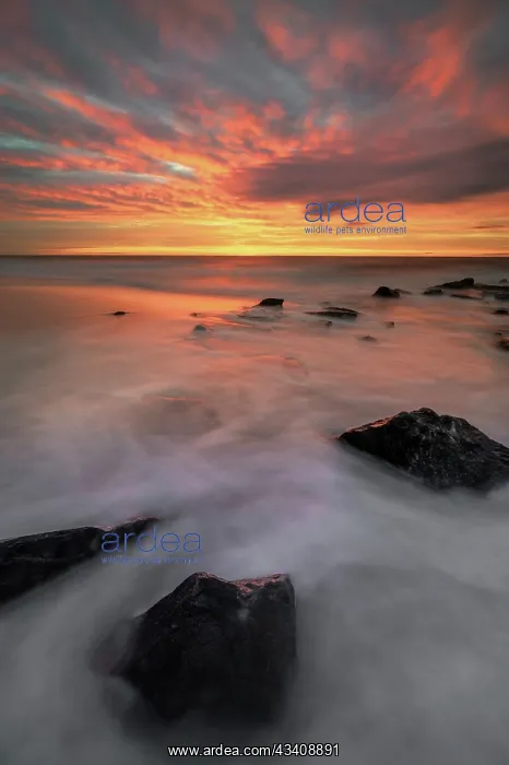 : USA, New Jersey, Cape May National Seashore. Sunrise : USA, New Jersey, Cape May National Seashore. Sunrise