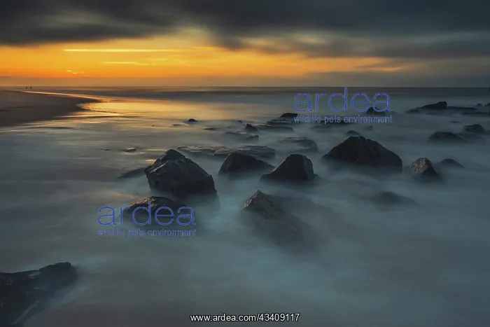 : USA, New Jersey, Cape May National Seashore. Sunrise : USA, New Jersey, Cape May National Seashore. Sunrise