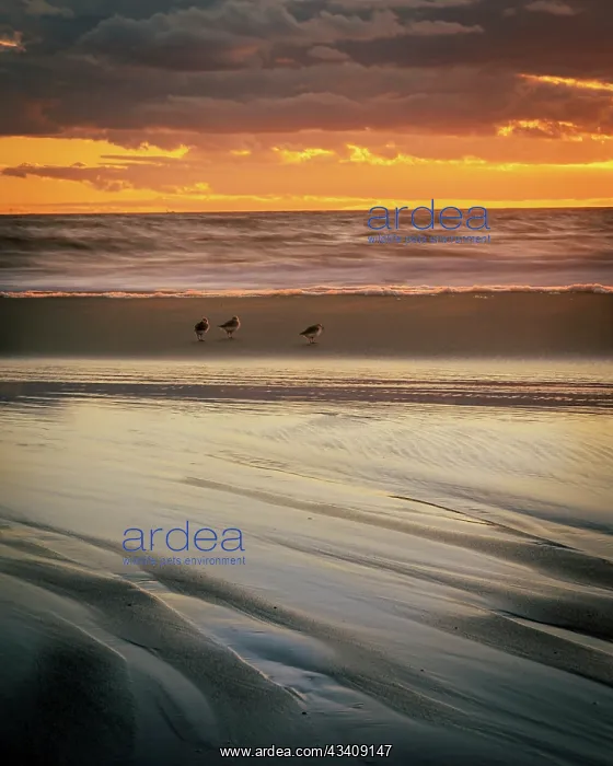 : USA, New Jersey, Cape May National Seashore. Cloudy : USA, New Jersey, Cape May National Seashore. Cloudy