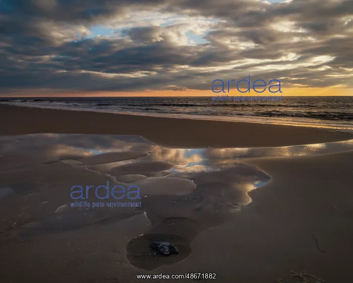: USA, New Jersey, Cape May National Seashore. Landscape with : USA, New Jersey, Cape May National Seashore. Landscape with