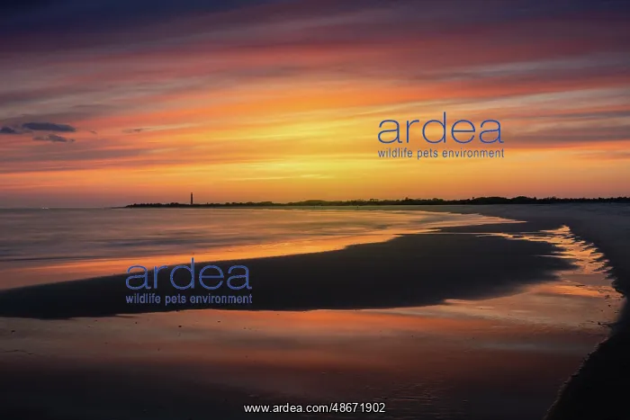 : USA, New Jersey, Cape May National Seashore. Landscape with : USA, New Jersey, Cape May National Seashore. Landscape with