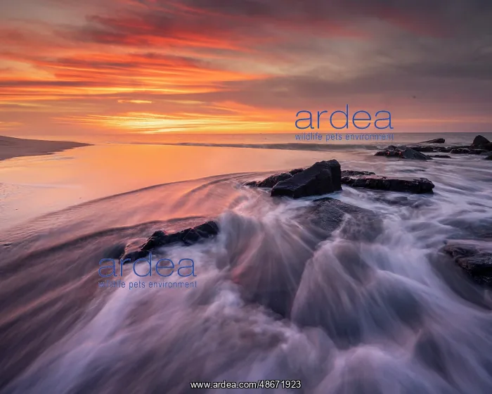: USA, New Jersey, Cape May National Seashore. Sunrise on : USA, New Jersey, Cape May National Seashore. Sunrise on
