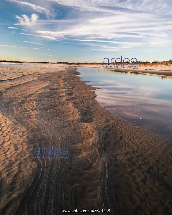 : USA, New Jersey, Cape May National Seashore. Water on beach : USA, New Jersey, Cape May National Seashore. Water on beach