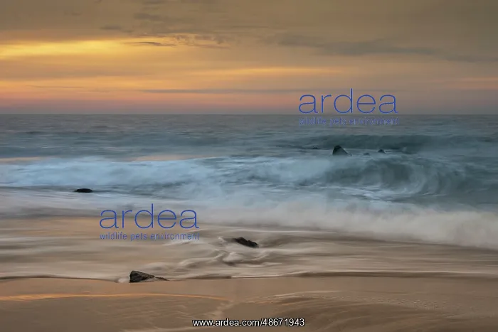 : USA, New Jersey, Cape May National Seashore. Ocean and waves : USA, New Jersey, Cape May National Seashore. Ocean and waves