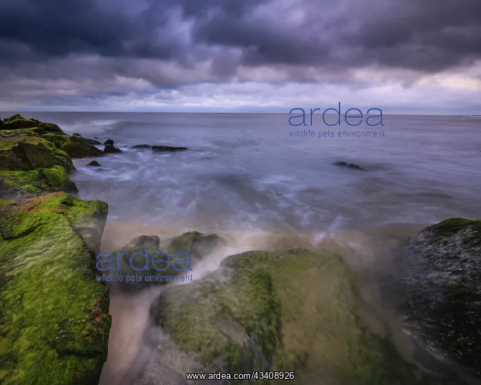 : USA, New Jersey, Cape May National Seashore. Storm : USA, New Jersey, Cape May National Seashore. Storm