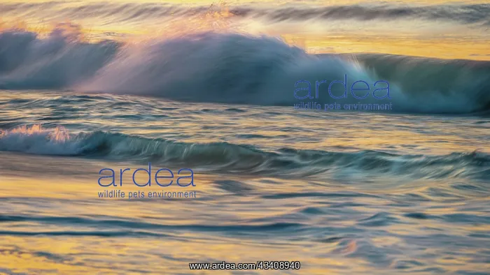 : USA, New Jersey, Cape May National Seashore. Wave : USA, New Jersey, Cape May National Seashore. Wave