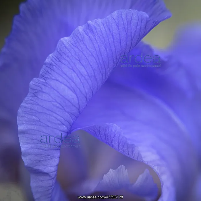 : USA, New Jersey. Close-up of iris. @ Jay O'Brien : USA, New Jersey. Close-up of iris. @ Jay O'Brien