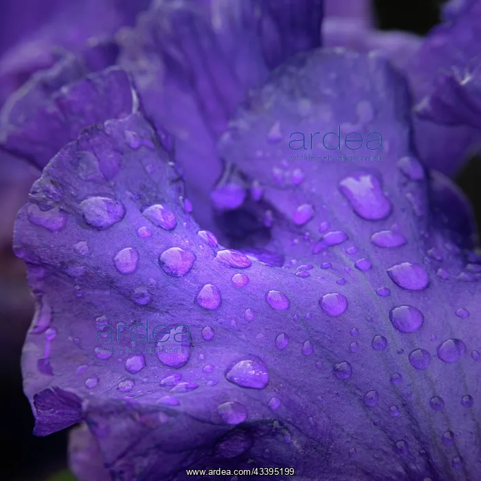 : USA, New Jersey. Close-up of raindrops on iris petals : USA, New Jersey. Close-up of raindrops on iris petals