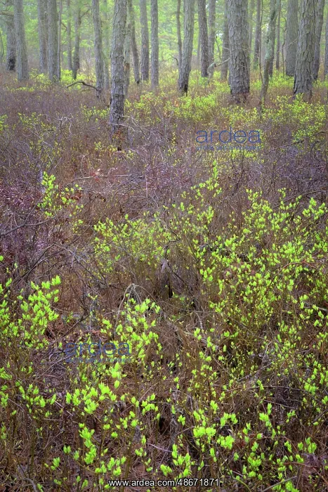 : USA, New Jersey, Pine Barrens National Preserve. Forest : USA, New Jersey, Pine Barrens National Preserve. Forest