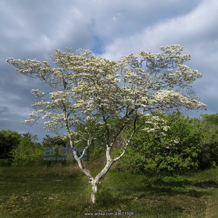 : USA, New Jersey, Pine Barrens National Preserve. Tree with : USA, New Jersey, Pine Barrens National Preserve. Tree with
