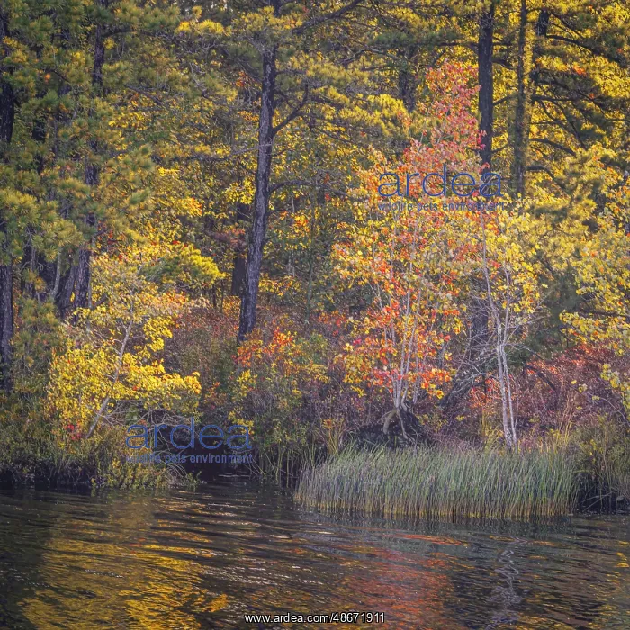 : USA, New Jersey, Pine Barrens National Preserve. Autumn : USA, New Jersey, Pine Barrens National Preserve. Autumn