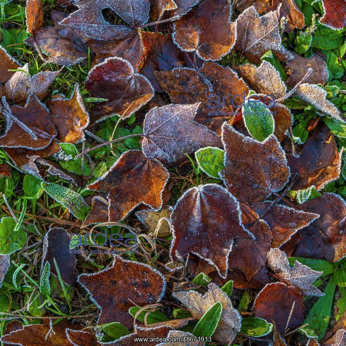  : USA, New Jersey, Pine Barrens National Preserve. Close-up of