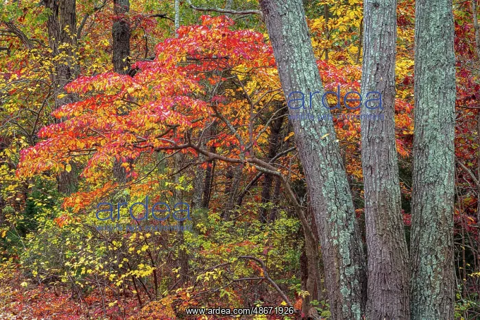 : USA, New Jersey, Pine Barrens National Preserve. Forest : USA, New Jersey, Pine Barrens National Preserve. Forest