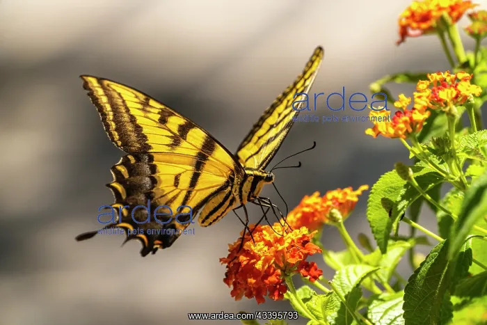 : USA, New Mexico, ABQ BioPark Botanic Garden. Western : USA, New Mexico, ABQ BioPark Botanic Garden. Western