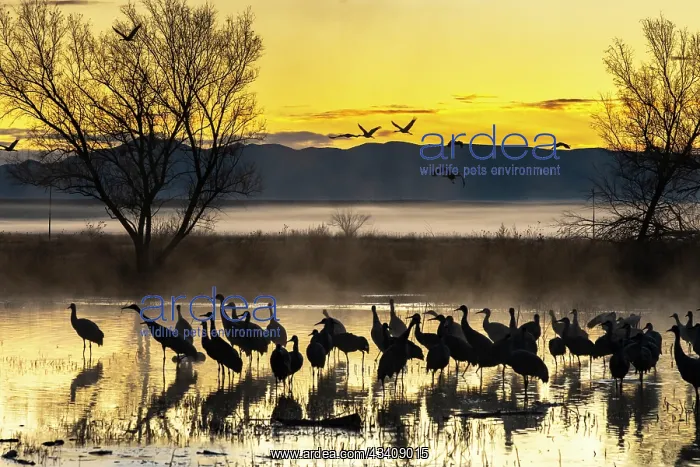 : USA, New Mexico, Bernardo Wildlife Management Area : USA, New Mexico, Bernardo Wildlife Management Area