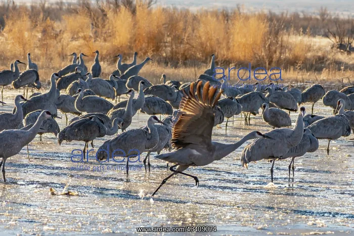 : USA, New Mexico, Bernardo Wildlife Management Area : USA, New Mexico, Bernardo Wildlife Management Area