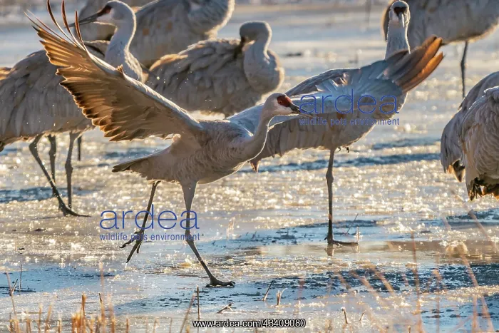 : USA, New Mexico, Bernardo Wildlife Management Area : USA, New Mexico, Bernardo Wildlife Management Area