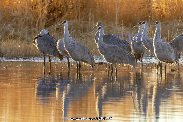 : USA, New Mexico, Bernardo Wildlife Management Area : USA, New Mexico, Bernardo Wildlife Management Area