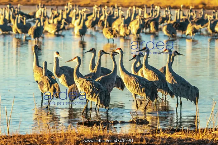 : USA, New Mexico, Bernardo Wildlife Management Area : USA, New Mexico, Bernardo Wildlife Management Area
