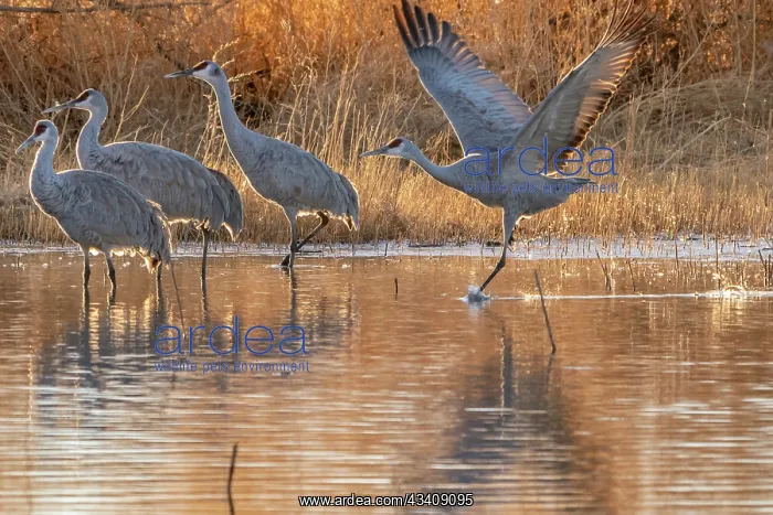 : USA, New Mexico, Bernardo Wildlife Management Area : USA, New Mexico, Bernardo Wildlife Management Area