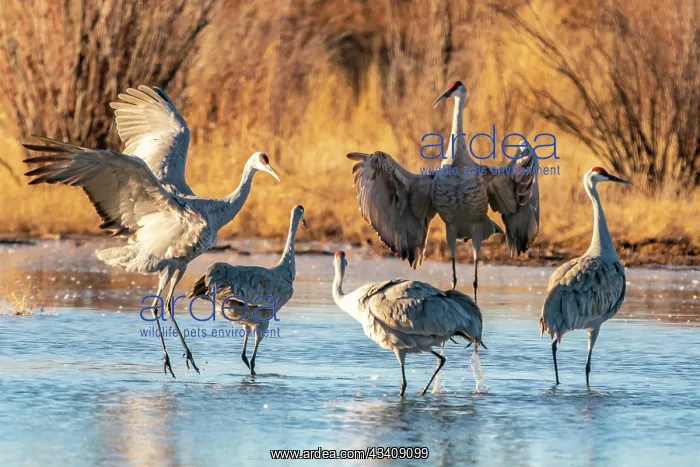 : USA, New Mexico, Bernardo Wildlife Management Area : USA, New Mexico, Bernardo Wildlife Management Area