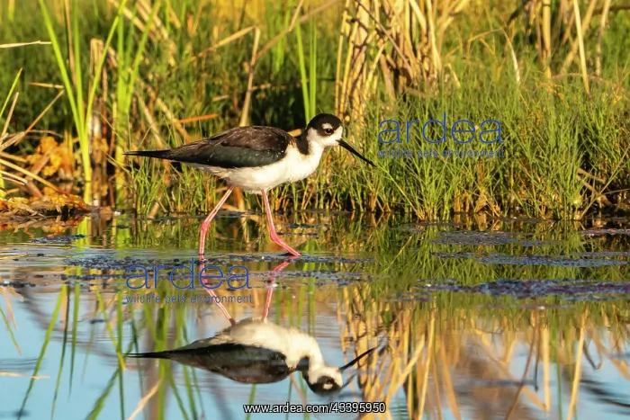 : USA, New Mexico. Black-necked stilt reflects in : USA, New Mexico. Black-necked stilt reflects in
