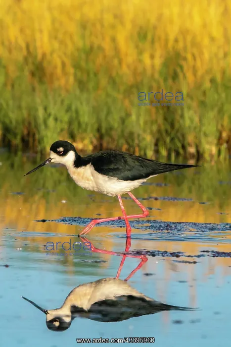 : USA, New Mexico. Black-necked stilt reflects in : USA, New Mexico. Black-necked stilt reflects in