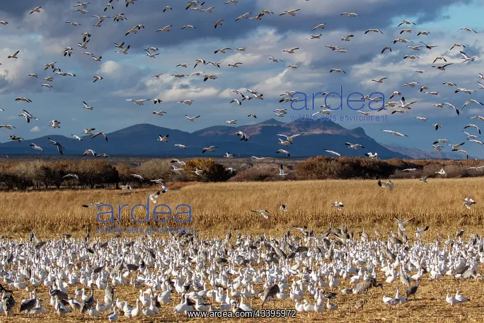 : USA, New Mexico. Bosque Del Apache National Wildlife : USA, New Mexico. Bosque Del Apache National Wildlife