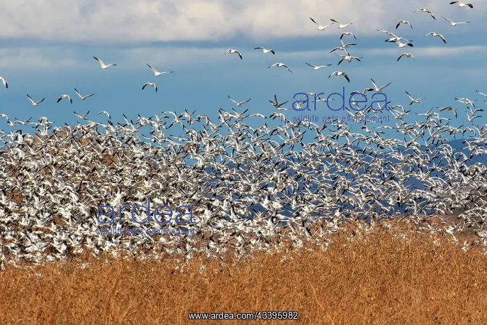 : USA, New Mexico. Bosque Del Apache National Wildlife : USA, New Mexico. Bosque Del Apache National Wildlife