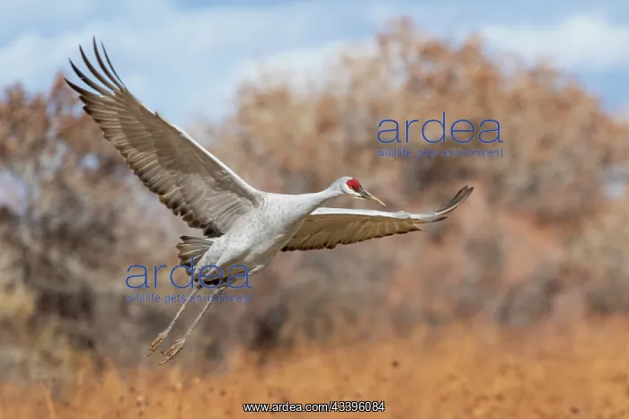 : USA, New Mexico. Bosque Del Apache National Wildlife : USA, New Mexico. Bosque Del Apache National Wildlife