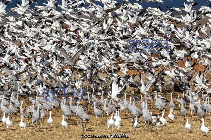 : USA, New Mexico. Bosque Del Apache National Wildlife : USA, New Mexico. Bosque Del Apache National Wildlife