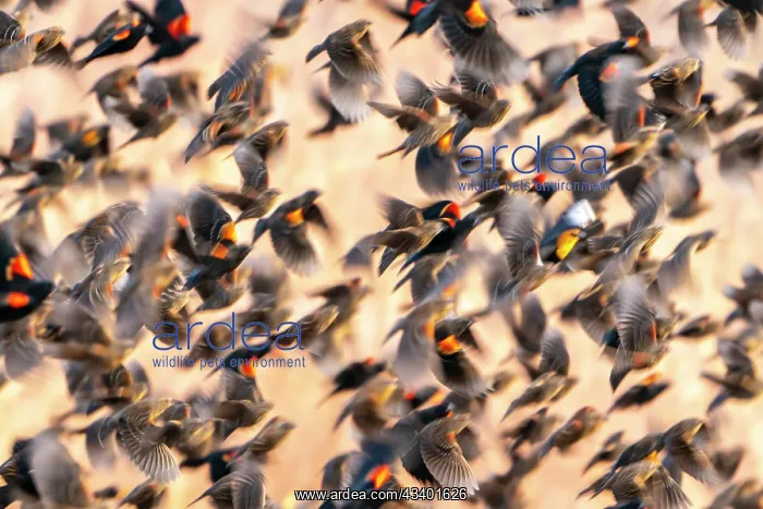 : USA, New Mexico, Bosque Del Apache National Wildlife : USA, New Mexico, Bosque Del Apache National Wildlife