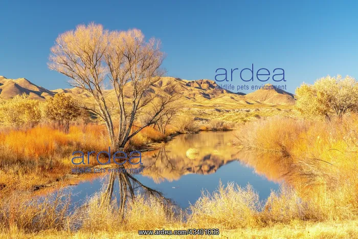: USA, New Mexico, Bosque Del Apache National Wildlife : USA, New Mexico, Bosque Del Apache National Wildlife