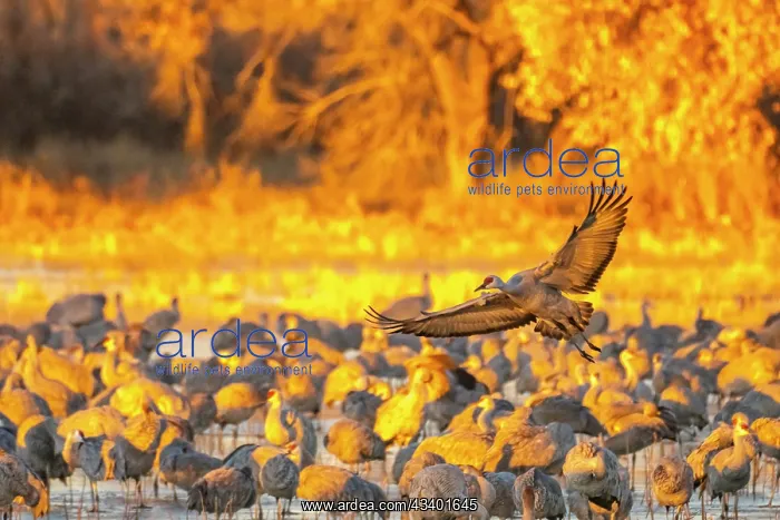 : USA, New Mexico, Bosque Del Apache National Wildlife : USA, New Mexico, Bosque Del Apache National Wildlife