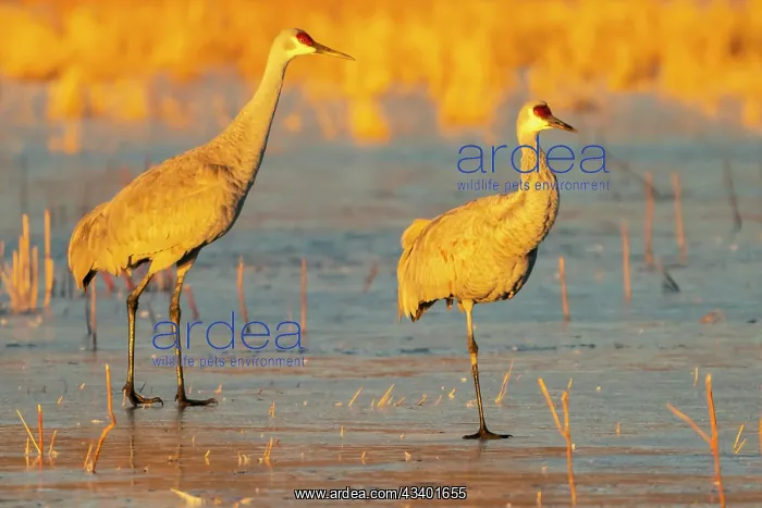 : USA, New Mexico, Bosque Del Apache National Wildlife : USA, New Mexico, Bosque Del Apache National Wildlife