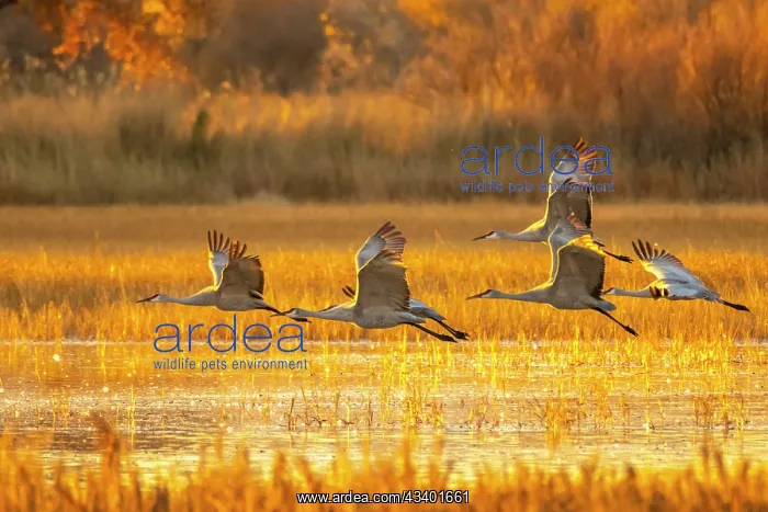: USA, New Mexico, Bosque Del Apache National Wildlife : USA, New Mexico, Bosque Del Apache National Wildlife