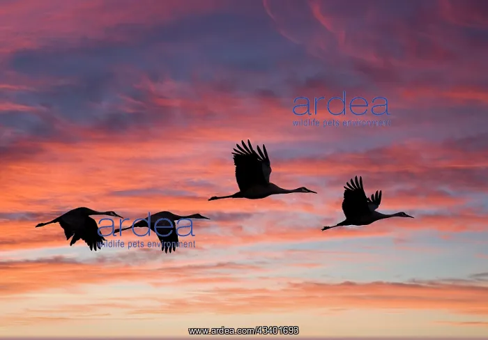 : USA, New Mexico. Bosque Del Apache National Wildlife : USA, New Mexico. Bosque Del Apache National Wildlife